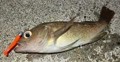 ガヤの釣果