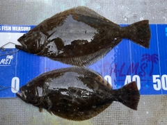 ヒラメの釣果