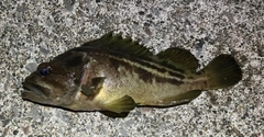 シマゾイの釣果