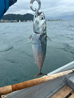 ソウダガツオの釣果
