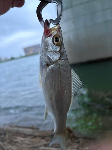 宮崎の海釣り 宮崎県の釣果・釣り場情報【2026年最新】 - アングラーズ | 釣果600万