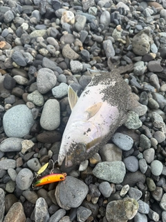 ショゴの釣果