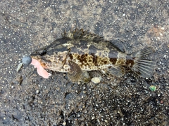 タケノコメバルの釣果