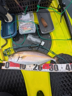 ショッコの釣果
