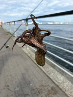 タコの釣果