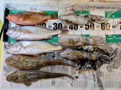 イシモチの釣果