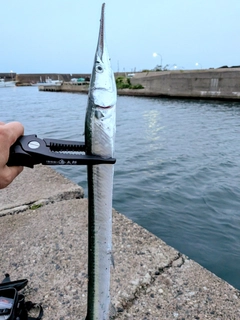 ダツの釣果