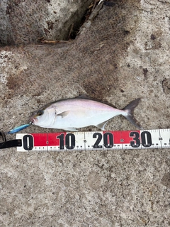 ショゴの釣果