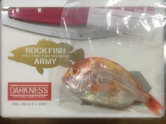 レンコダイの釣果