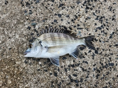 チヌの釣果