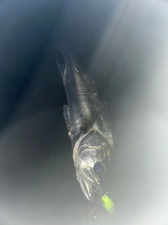 フッコ（マルスズキ）の釣果