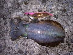 釣果
