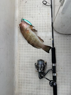 オオモンハタの釣果