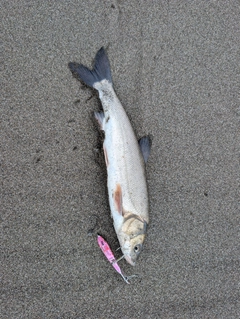 ウグイの釣果