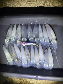 マメイカの釣果