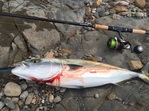 メジロの釣果