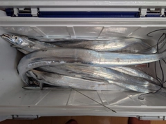 タチウオの釣果