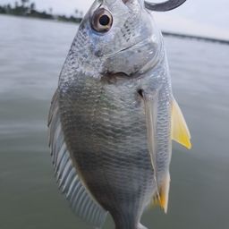 相模川下流の釣果・釣り場情報【2026年最新】 - アングラーズ | 釣果