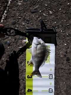 キビレの釣果