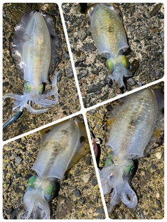 アオリイカの釣果