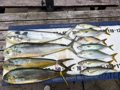 シイラの釣果