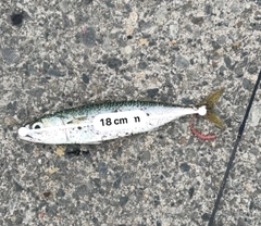サバの釣果