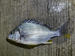 キビレの釣果