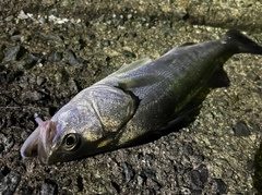 フッコ（タイリクスズキ）の釣果