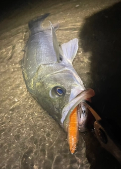 シーバスの釣果
