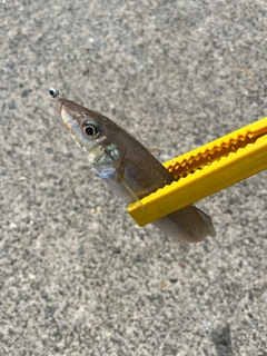 シロギスの釣果