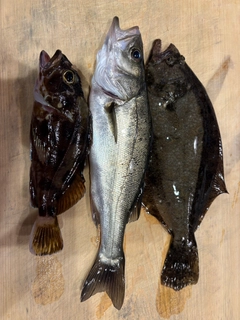 ソゲの釣果