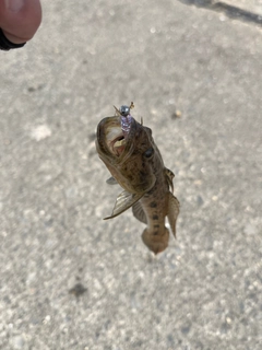マハゼの釣果