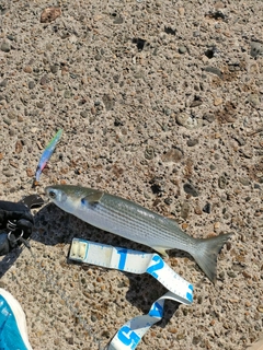 ボラの釣果