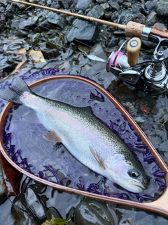 ニジマスの釣果