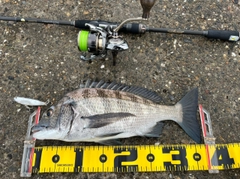 ヒラスズキの釣果