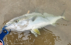 イナダの釣果