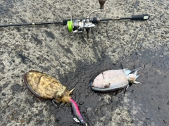 モンゴウイカの釣果