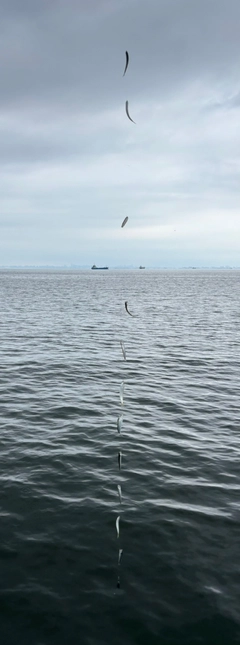カタクチイワシの釣果
