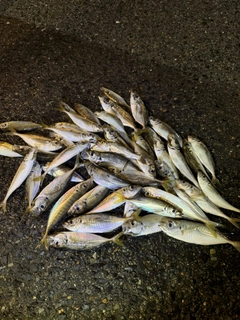 マアジの釣果