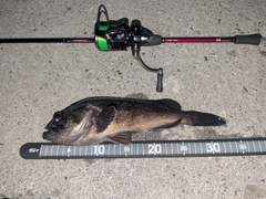 クロソイの釣果