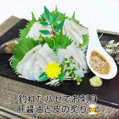 ハゼの釣果