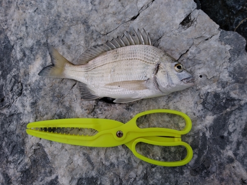 ミナミクロダイの釣果