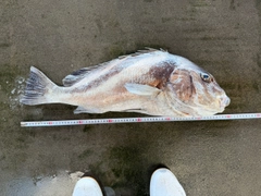 コショウダイの釣果