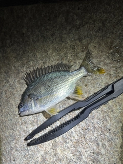キチヌの釣果