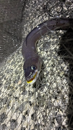 クロアナゴの釣果