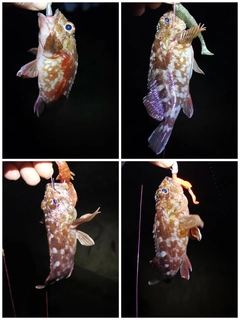ガシラの釣果