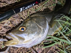 フッコ（マルスズキ）の釣果