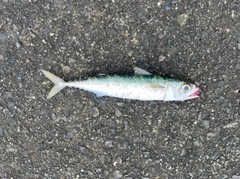 サバの釣果
