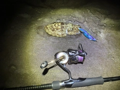 コウイカの釣果