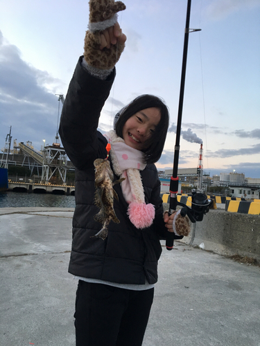 タケノコメバルの釣果